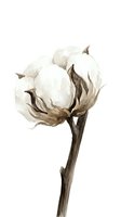 Watercolor cotton flower boll on white background isolated for textile design and botanical illustration projects.