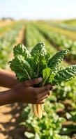 Farmer with dark skin tone holding fresh leafy greens in agricultural field with rows of crops in background during harvest season.