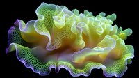 Vibrant green sea slug Elysia chlorotica macro photograph showing detailed texture and bioluminescent glow against dark background, underwater marine life study.
