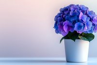 Blue and purple hydrangea flowers in white ceramic pot against soft pastel background, elegant floral composition for home decor and interior design.
