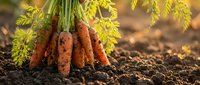 Fresh organic carrots with green tops growing in rich dark soil ready for harvest in vegetable garden during golden hour sunlight.