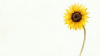 Watercolor sunflower on a light background, featuring a bright yellow bloom with a dark center and slender green stem, minimalist botanical art.