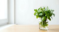 Fresh green herbs in glass jar on wooden table near window for cooking and culinary decoration in bright kitchen interior.