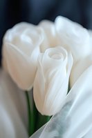 Pure white tulips in soft focus against light fabric backdrop, creating romantic and ethereal mood for wedding and celebration designs.