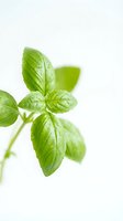 Fresh green basil leaves with water droplets isolated on white background, suitable for culinary, cooking, and food design projects.