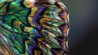Macro shot of iridescent butterfly wing displaying vibrant green, blue, purple and gold metallic scales with intricate natural patterns and textures.