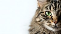 Close-up portrait of tabby cat with striking green eyes and detailed fur markings on white background for pet care and animal design projects.