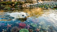 White seal swimming in crystal clear tidal pool surrounded by colorful starfish and sea anemones during golden hour sunset light reflection.