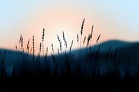 Silhouettes of wild grass stalks against pastel sunset sky and mountain backdrop create serene natural minimalist scene with dreamy atmosphere.