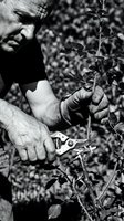 Middle-aged male gardener with work gloves pruning plant stem using secateurs in monochrome agricultural setting for gardening and horticulture projects.