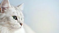 White fluffy cat with green eyes looking away in profile against light background for pet care and animal photography projects.