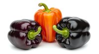 Colorful bell peppers including orange, dark purple, and black varieties arranged together with green stems on white background, suitable for food, cooking, nutrition, and recipe design projects.