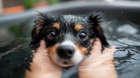 Wet dog face close up during bath time showing expressive eyes and nose, hands holding small dog in water. Adorable pet grooming moment captured.
