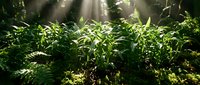 Young corn plants growing in sunlit field with natural light rays filtering through foliage, suitable for agriculture and farming content.