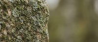 Detailed macro close-up of tree bark texture with natural lichen and moss growth patterns. Organic surface showing weathered wood grain and botanical elements.