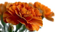 Vibrant orange marigold flower in full bloom with delicate layered petals and yellow center, showcasing natural beauty against soft blurred background.