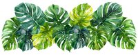 Tropical monstera leaves arrangement in vibrant green shades on white background, isolated for graphic design projects and botanical illustrations.