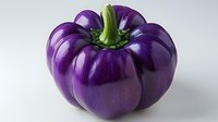 Fresh purple bell pepper with green stem on white background, vibrant glossy surface showing natural texture and shape, isolated for food photography and design.