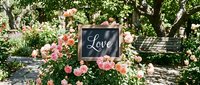 Chalkboard sign with Love lettering surrounded by blooming pink roses in a sunny garden, perfect for wedding and romantic event decor.
