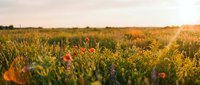 Wildflower meadow with red poppies and yellow blooms bathed in golden sunlight during sunset, creating a serene natural landscape for backgrounds and nature themes.