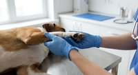 Veterinarian in blue gloves examining dog paw at clinic. Professional pet healthcare, medical checkup, animal treatment and veterinary care concept.