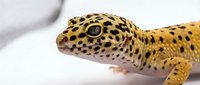Closeup of yellow leopard gecko with black spots and detailed eye on white background, suitable for wildlife education, pet care guides, and zoological materials.