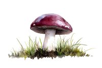 Red and white mushroom growing in green grass on white background, watercolor style botanical illustration for nature and forest designs.