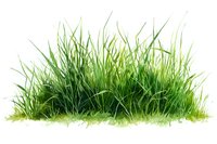 Fresh green grass patch on white background, watercolor style botanical illustration for nature-themed designs and environmental projects.