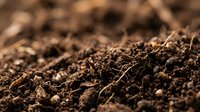 Rich dark brown fertile soil with organic matter and small roots ready for planting seeds or seedlings in garden beds and agricultural cultivation.