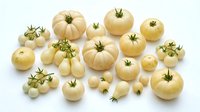 Assorted pale yellow and cream-colored tomatoes of varying sizes with green stems arranged on white background, suitable for food photography, culinary design, and agricultural content.