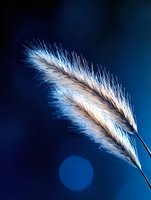 Delicate ornamental grass plumes backlit against deep blue background with bokeh effect, creating ethereal natural macro photography composition.