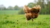 Brown hen running across green grass field with wings spread in rural farm setting for poultry agriculture and organic farming concepts.