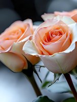 Delicate peach roses in soft focus with blurred background showcase gentle petals and natural light. Close-up macro photography captures romantic floral details.