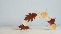 Autumn maple leaves falling and floating in air against neutral background creating seasonal nature composition for fall decorating projects.