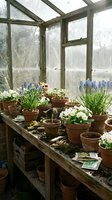 Rustic greenhouse interior with spring flowers in terracotta pots on wooden shelves, gardening workspace for plant cultivation and hobby growing.