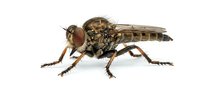 Robber fly isolated on white background, detailed macro view of predatory insect with large compound eyes and elongated body, suitable for educational and scientific design projects.