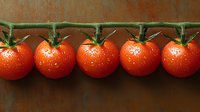Fresh ripe cherry tomatoes with water drops on green vine branch against rustic brown background, arranged in perfect line for food photography.