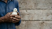 Farmer in denim shirt holding young duckling with weathered hands against rustic wooden background, suitable for agriculture and farming content.
