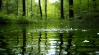 Raindrops creating circular ripples on green forest pond surface with tree reflections and bokeh effect, tranquil nature scene captured at water level.