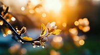 Golden spring leaves with water droplets on branch at sunrise, backlit with warm bokeh background. Perfect for nature, seasonal, and wellness design projects.