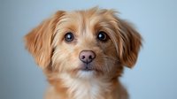 Adorable mixed breed puppy with golden fur and expressive brown eyes looking directly at camera against blue background, close-up portrait showing sweet expression.