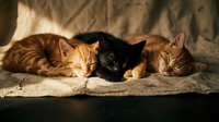 Three adorable kittens sleeping peacefully together on soft blanket in warm sunlight. Orange tabby and black cats cuddling for cozy afternoon nap indoors.