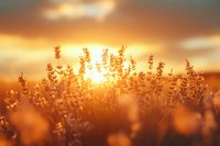 Lavender field at golden hour sunset with warm sunlight creating dreamy bokeh effect and soft focus atmosphere for relaxation and wellness concepts.