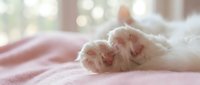 White cat paws resting on soft pink bedding in warm sunlight. Cozy pet comfort scene for home decor, animal care, relaxation themes.
