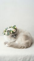 Fluffy gray and white long-haired cat wearing a delicate floral crown with cream roses, white flowers, and eucalyptus leaves, sitting on white fabric against neutral background for pet portraits and greeting cards.