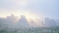 Misty morning landscape with fog rolling over green meadow and trees creating dreamy atmospheric scene for nature backgrounds and peaceful settings.