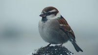 Male house sparrow perched on snowy branch against soft winter background, showcasing detailed feathers and characteristic brown and gray plumage in natural habitat.