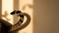 Tabby cat tail creating heart shape shadow on warm sunlit wall during golden hour lighting for pet love and affection concepts.
