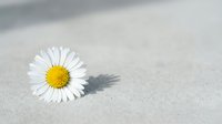 Single white daisy flower with bright yellow center lying on smooth sand beach surface casting soft shadow in natural daylight for peaceful nature concepts.