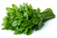 Fresh green parsley bunch with stems isolated on white background, ready for culinary design, cooking blogs, recipe illustrations, and food packaging projects.